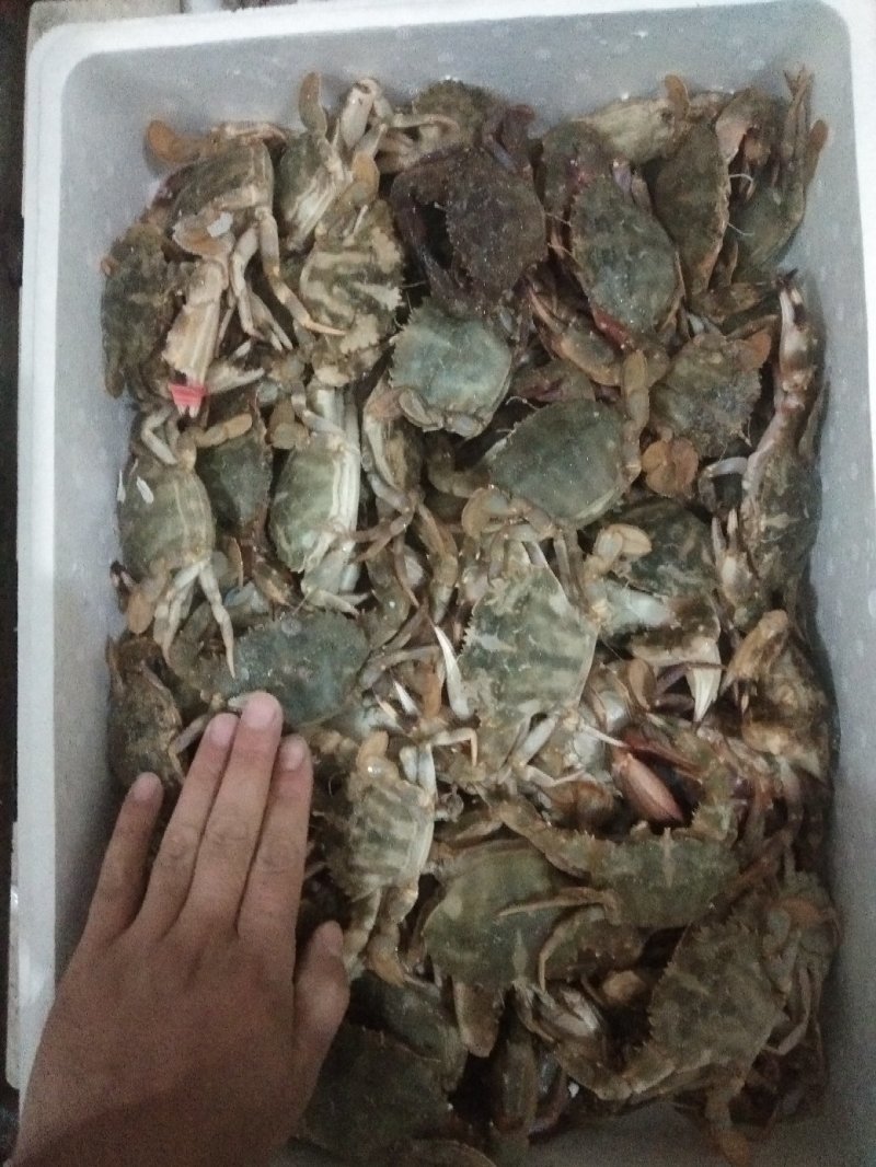 花盖蟹，一箱十斤，一两以上规格。