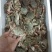 花盖蟹，一箱十斤，一两以上规格。