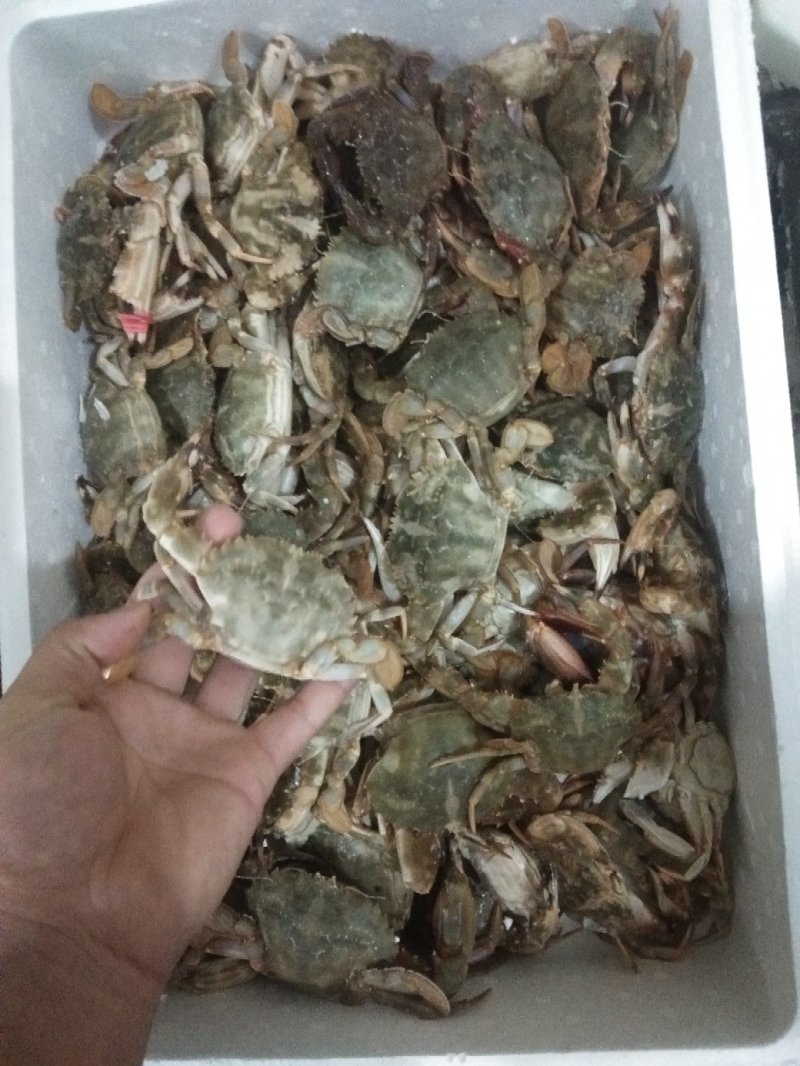花盖蟹，一箱十斤，一两以上规格。