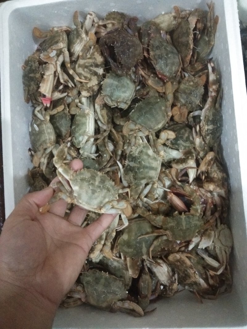 花盖蟹，一箱十斤，一两以上规格。