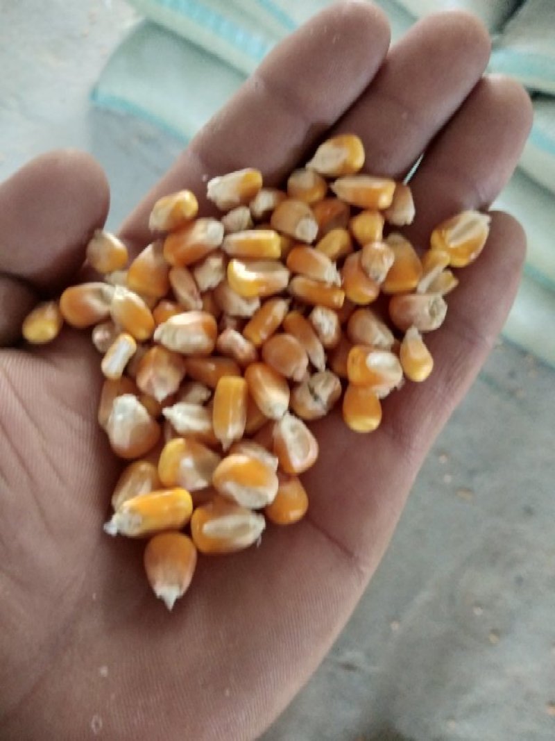 常期供应河南周口黄金玉米