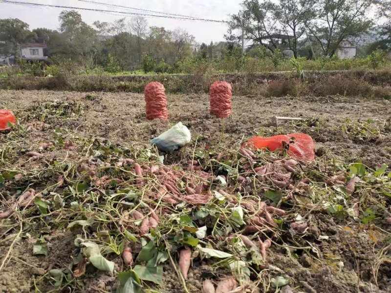 沙地蜜薯
