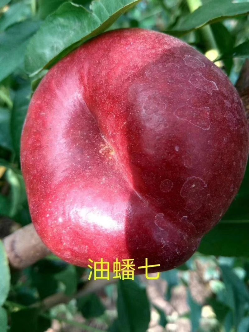 果树苗新品种油蟠9号桃苗黄桃苗黑桃苗雪桃苗
