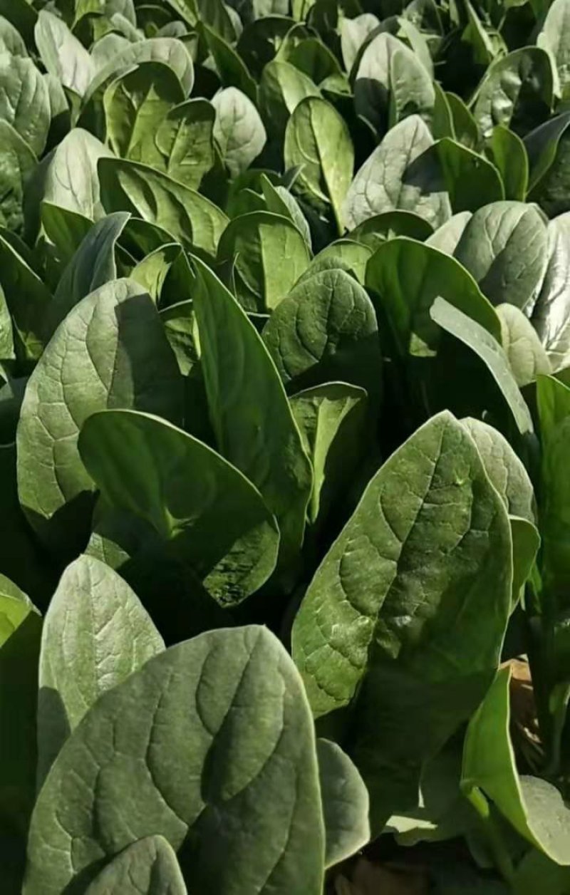 精品菠菜装箱打捆各种规格都有专业加工团队货源充足