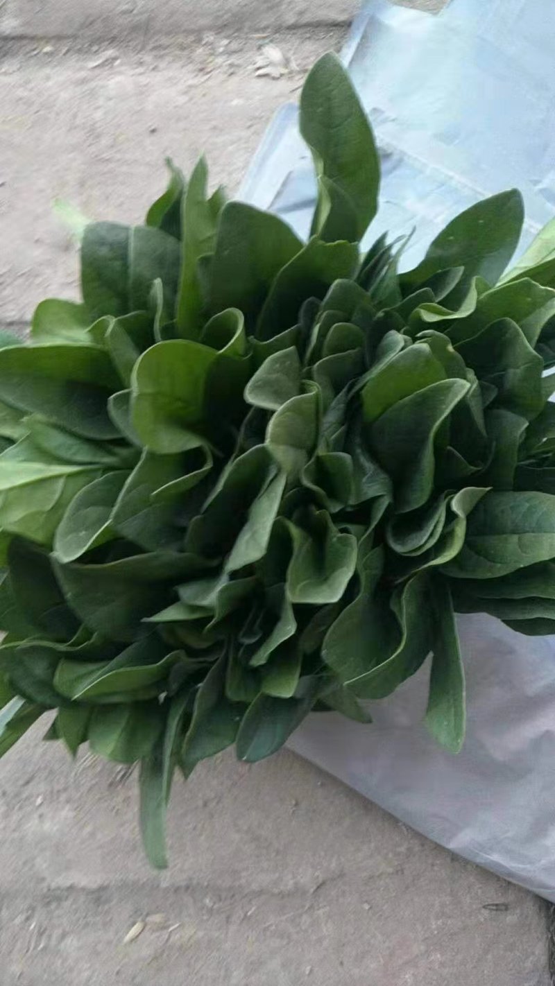 精品菠菜装箱打捆各种规格都有专业加工团队货源充足