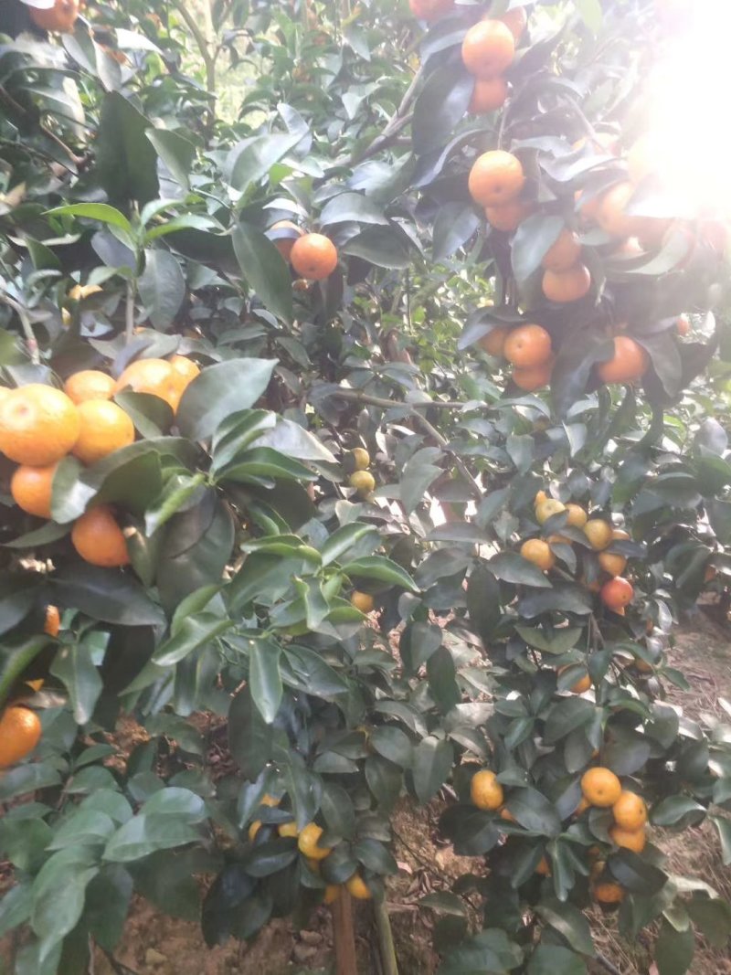 沙糖柑《精品》