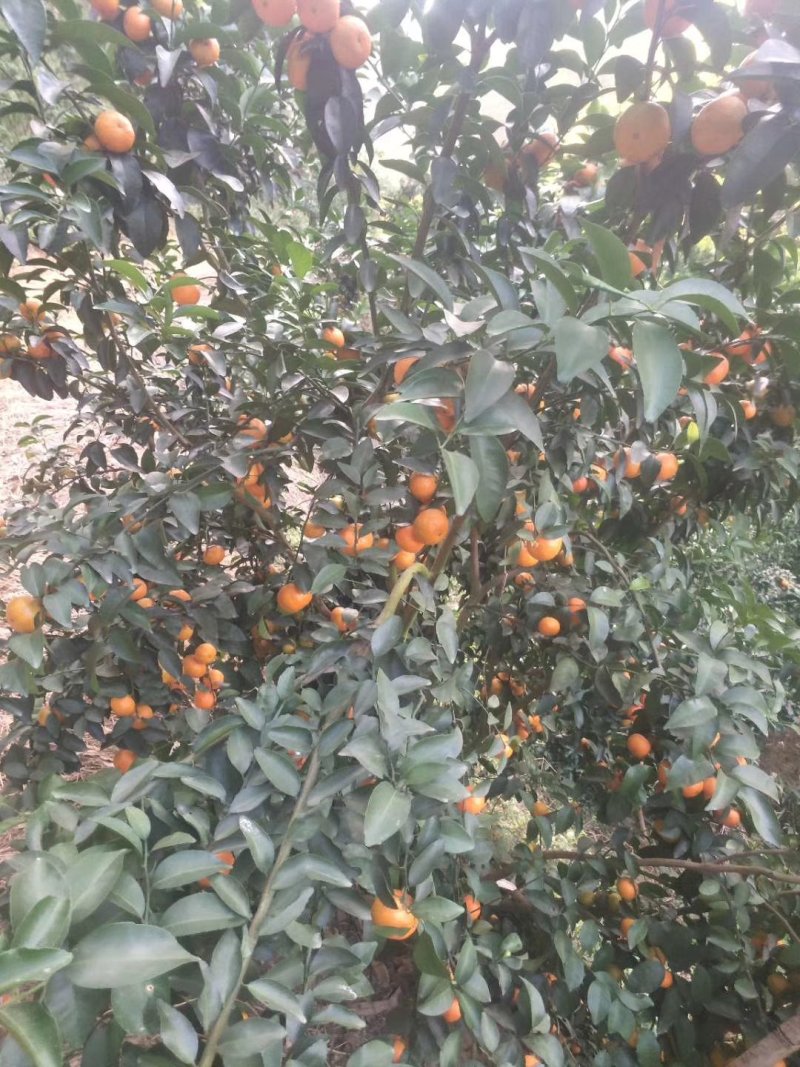 沙糖柑《精品》