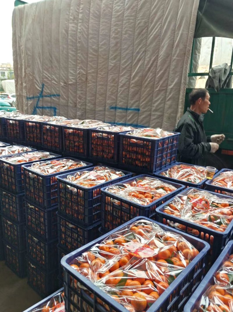 沙糖柑《精品》