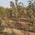 大樱桃树樱桃苗樱桃苗批发种植樱桃苗樱桃苗木基地
