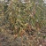 大樱桃树樱桃苗樱桃苗批发种植樱桃苗樱桃苗木基地