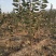 大樱桃树樱桃苗樱桃苗批发种植樱桃苗樱桃苗木基地