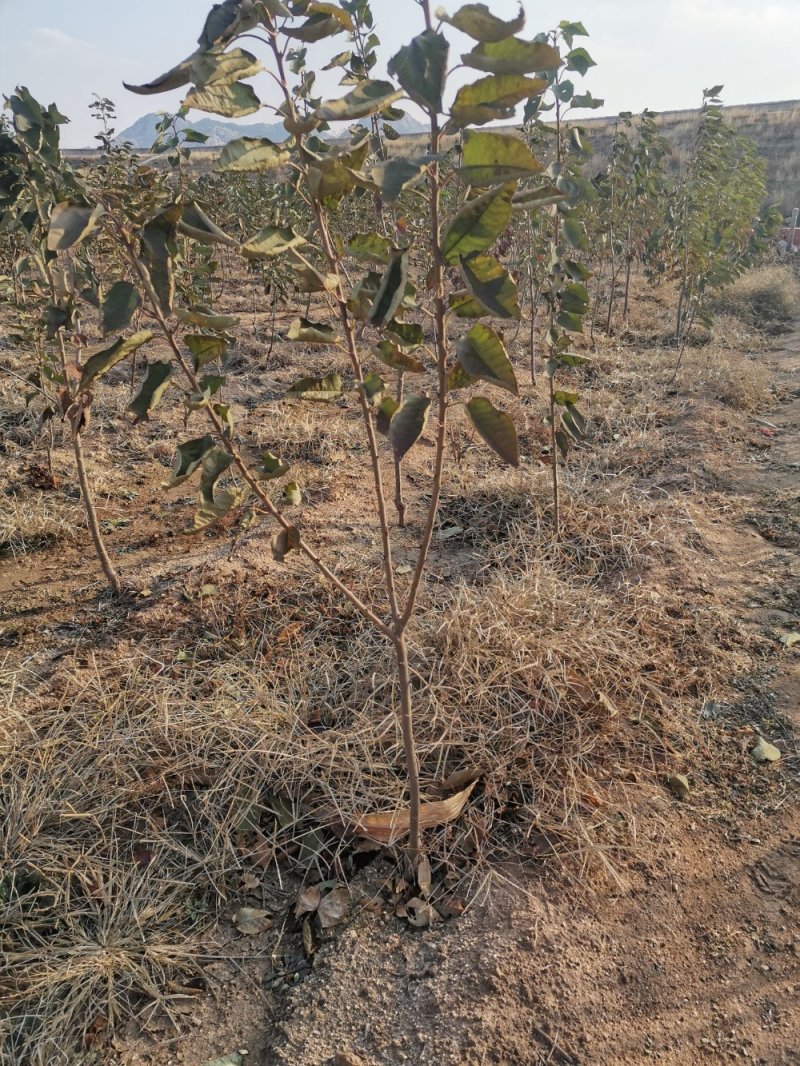 大樱桃树樱桃苗樱桃苗批发种植樱桃苗樱桃苗木基地