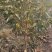 大樱桃树樱桃苗樱桃苗批发种植樱桃苗樱桃苗木基地