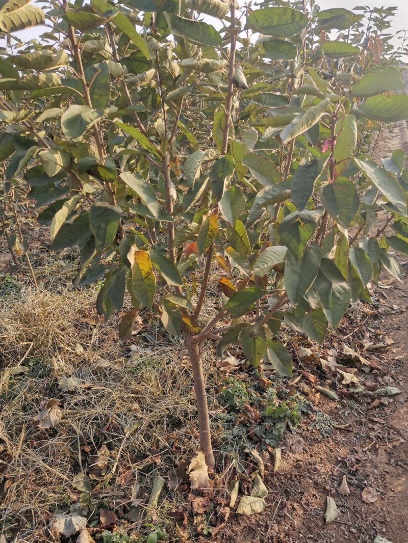 大樱桃树樱桃苗樱桃苗批发种植樱桃苗樱桃苗木基地