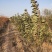 大樱桃树樱桃苗樱桃苗批发种植樱桃苗樱桃苗木基地