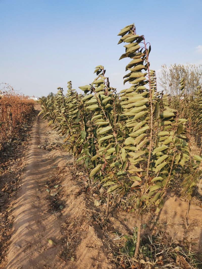 大樱桃树樱桃苗樱桃苗批发种植樱桃苗樱桃苗木基地