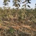 大樱桃树樱桃苗樱桃苗批发种植樱桃苗樱桃苗木基地