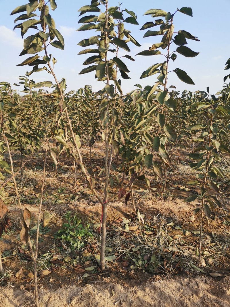 大樱桃树樱桃苗樱桃苗批发种植樱桃苗樱桃苗木基地
