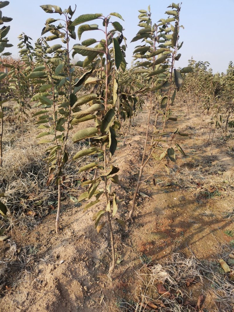 大樱桃树樱桃苗樱桃苗批发种植樱桃苗樱桃苗木基地