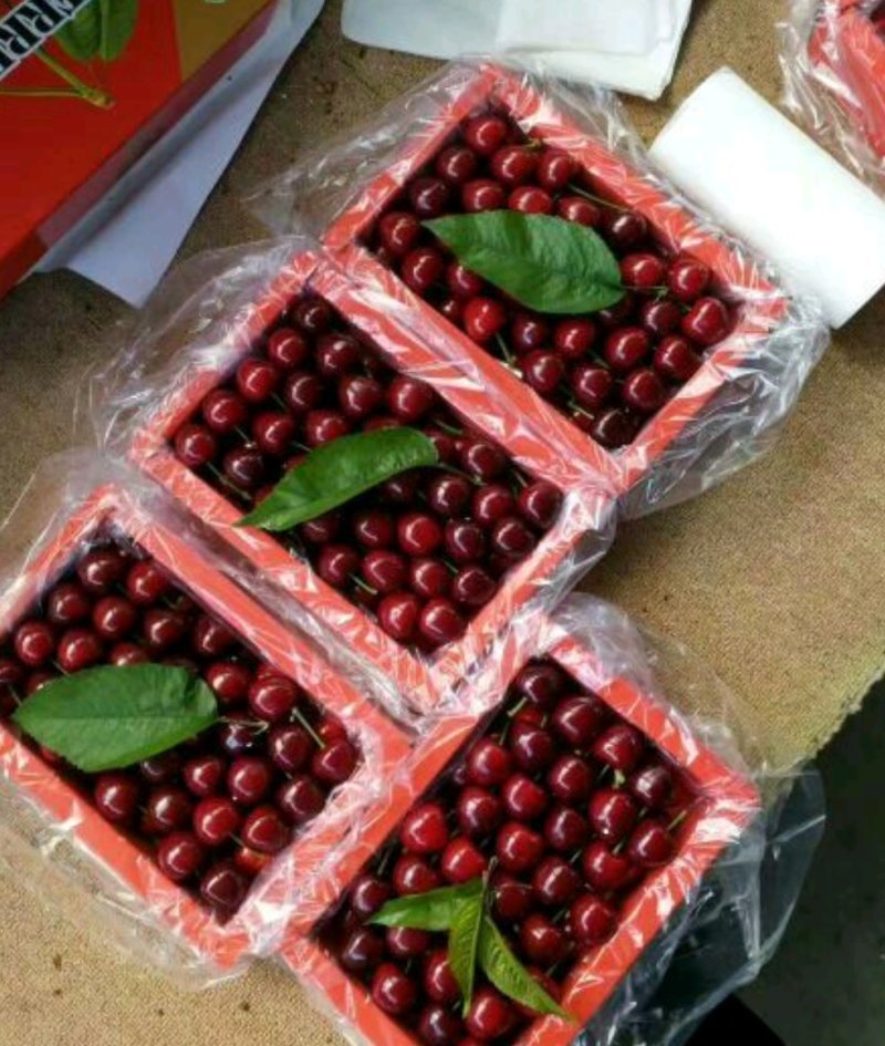 大樱桃树樱桃苗樱桃苗批发种植樱桃苗樱桃苗木基地