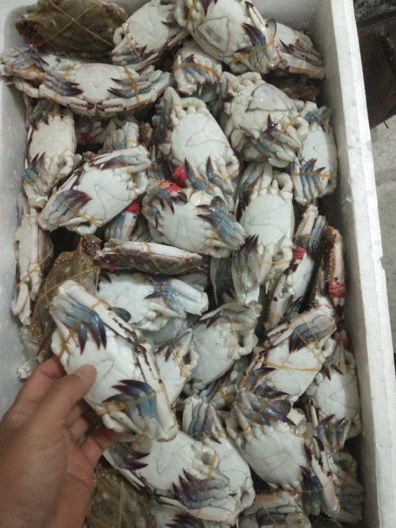 公梭子蟹，一箱二十斤，80/100克规格。