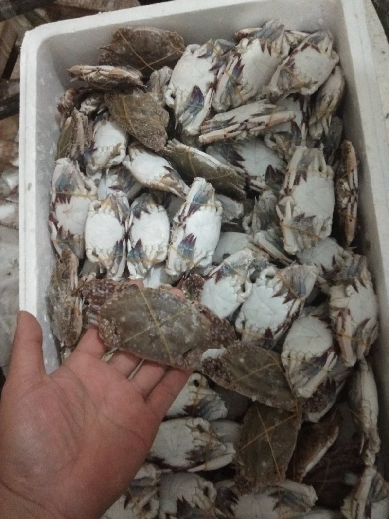 公梭子蟹，一箱二十斤，80/100克规格。