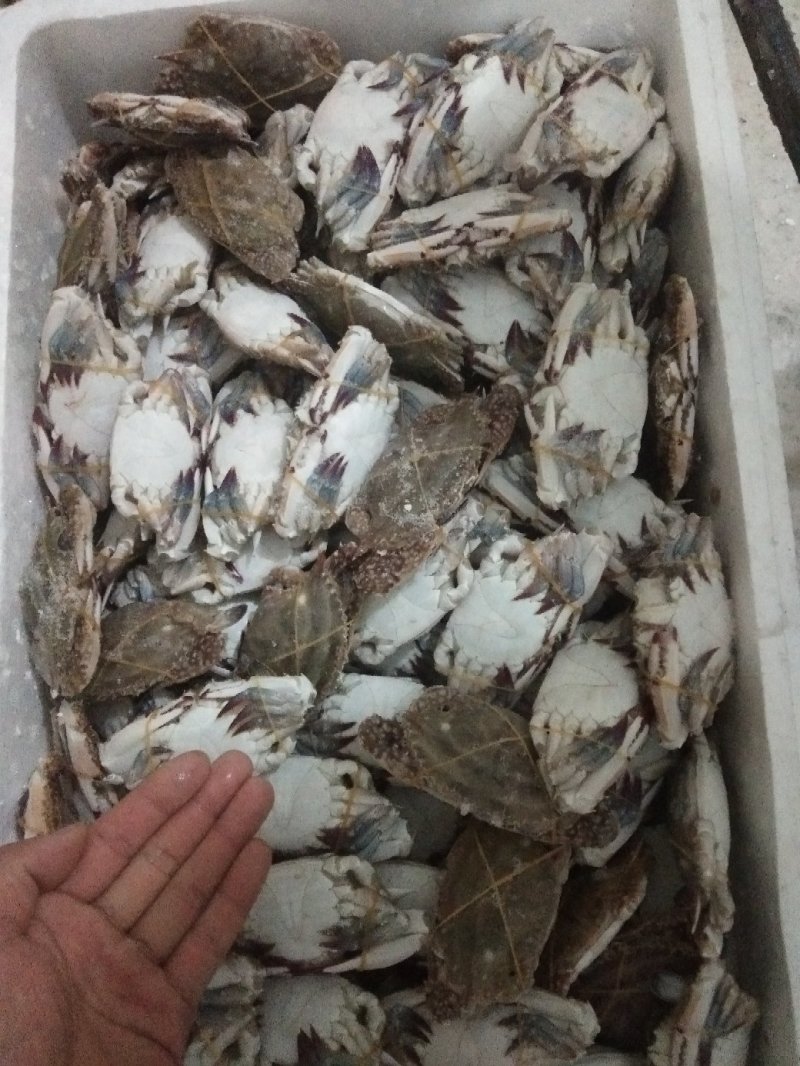 公梭子蟹，一箱二十斤，80/100克规格。