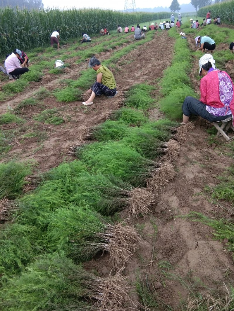 绿芦笋苗十根以上的包成活包回收免费全程技术指导