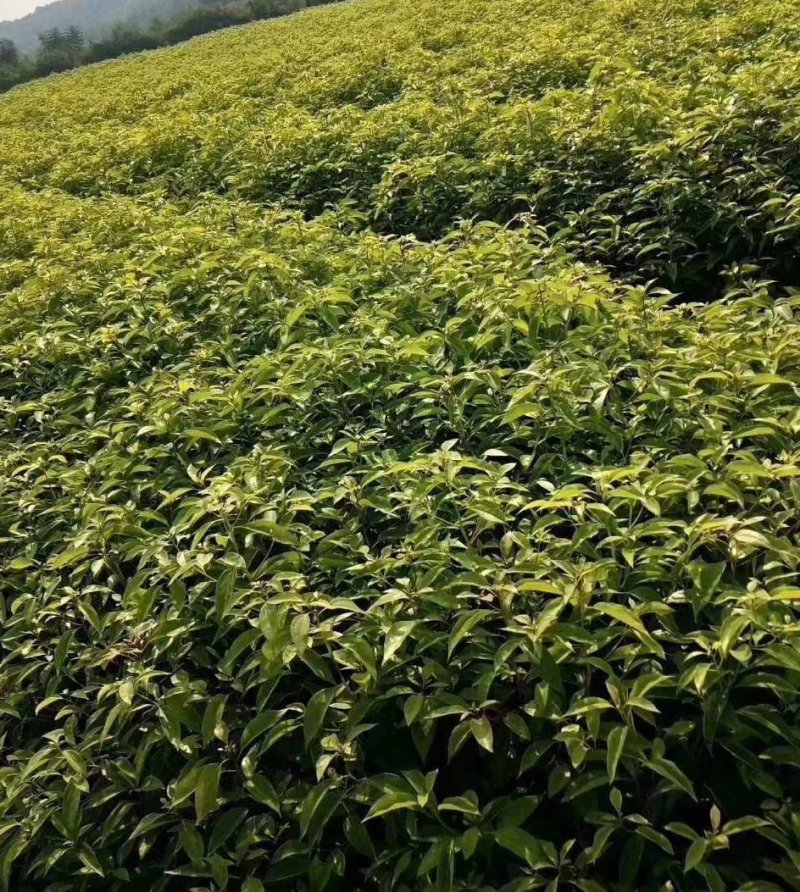 茶花，茶花1米冠，茶花1.5米冠5-6-8