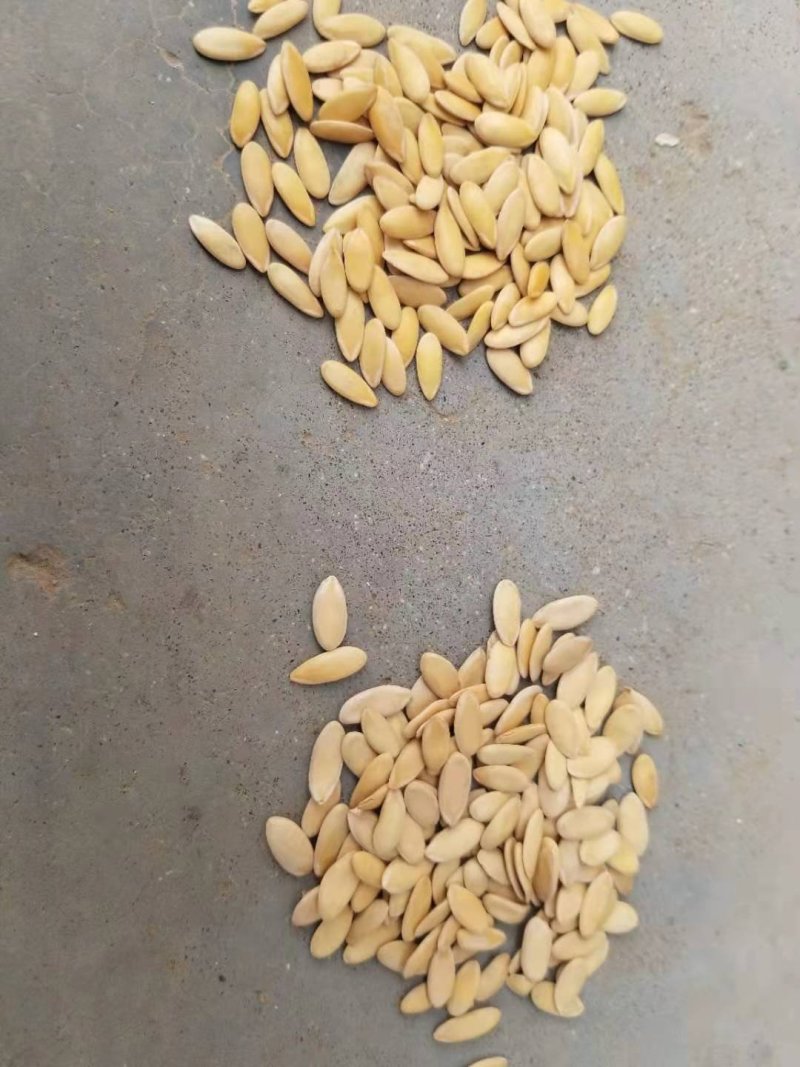 黄瓜籽，哈密瓜籽，产量非常大，欢迎咨询，前来了解