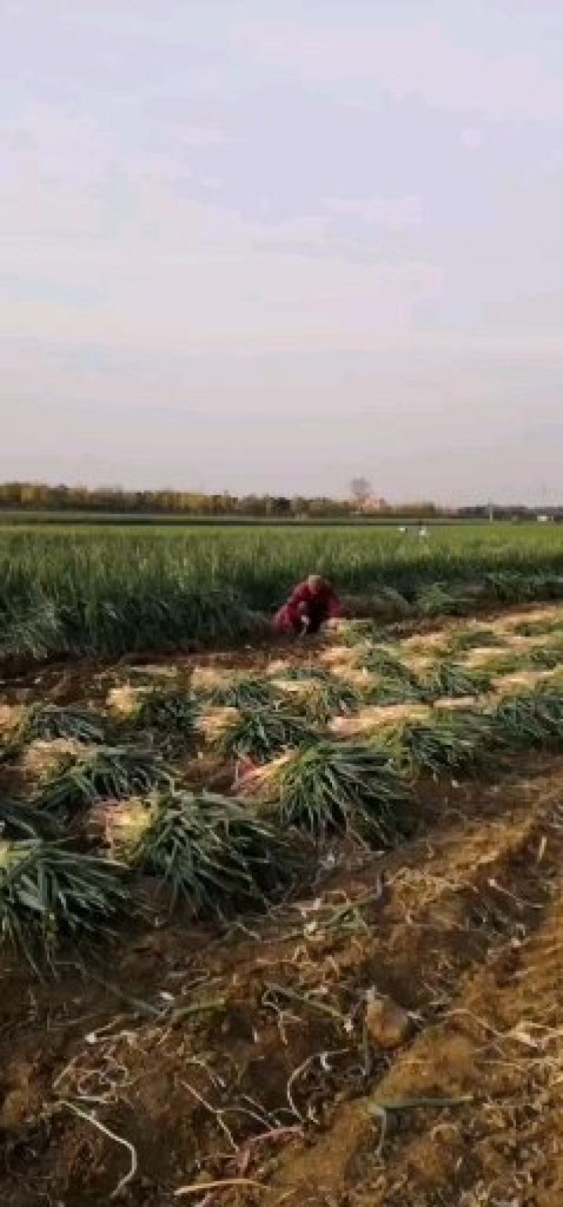 南阳基地铁杆大葱一站式供销，现挖现发品质鲜亮硬，发货全国