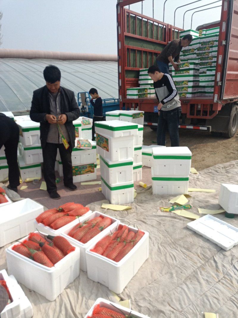 羊角蜜甜瓜超越61甜瓜种植产地量大承接电商团购市场货