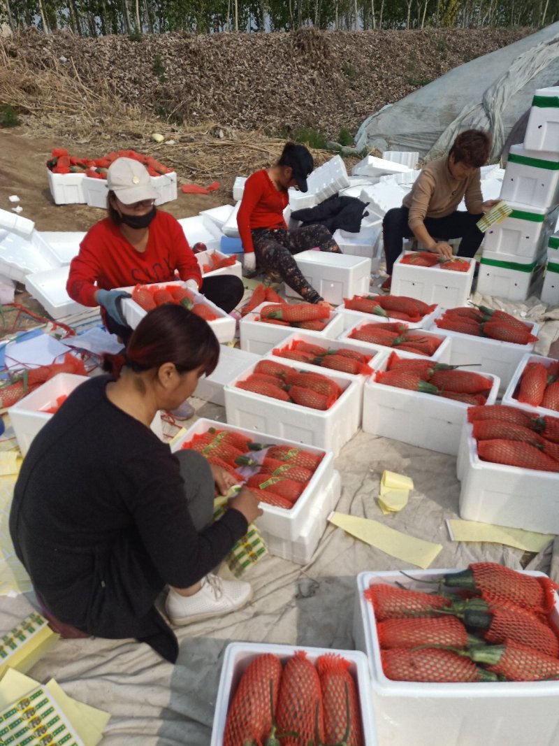 羊角蜜甜瓜超越61甜瓜种植产地量大承接电商团购市场货