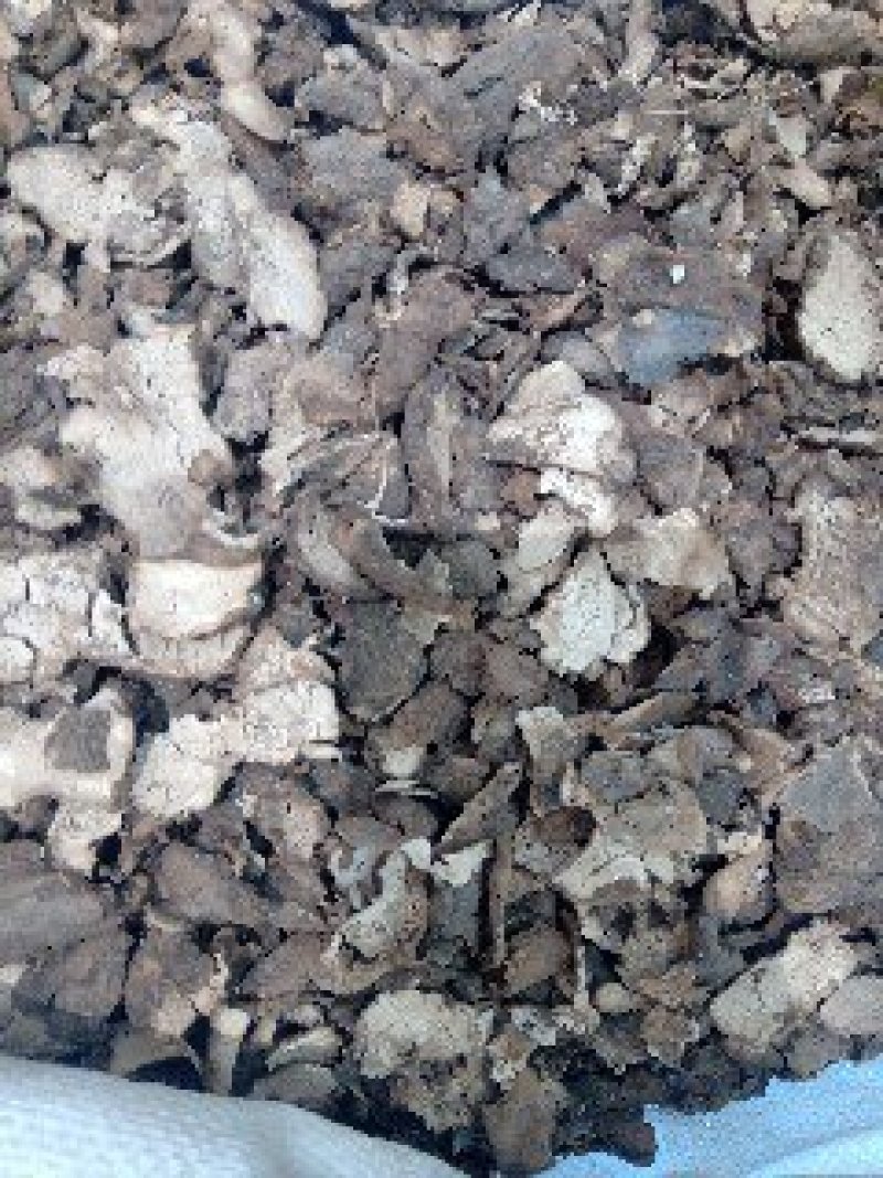 茯苓皮1公斤起批不包邮量大电议欢迎咨询