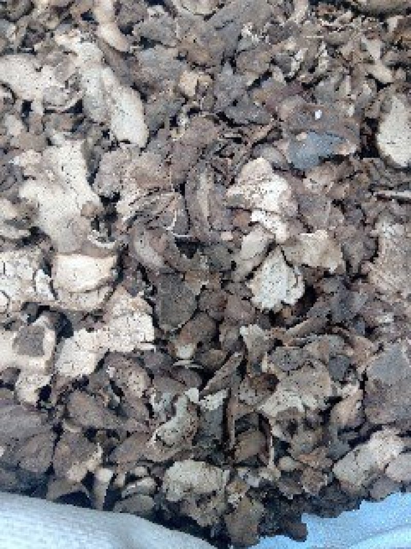茯苓皮1公斤起批不包邮量大电议欢迎咨询