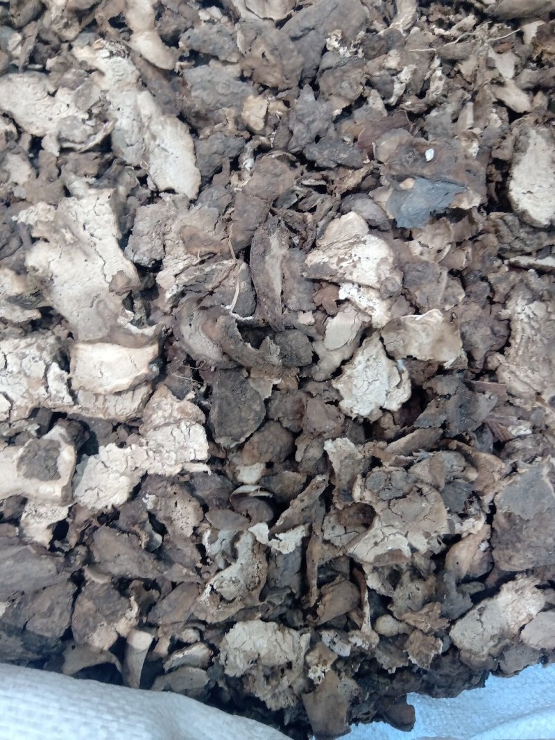 茯苓皮1公斤起批不包邮量大电议欢迎咨询