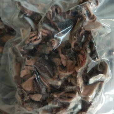 海兔迷你小海兔干笔管鱼
