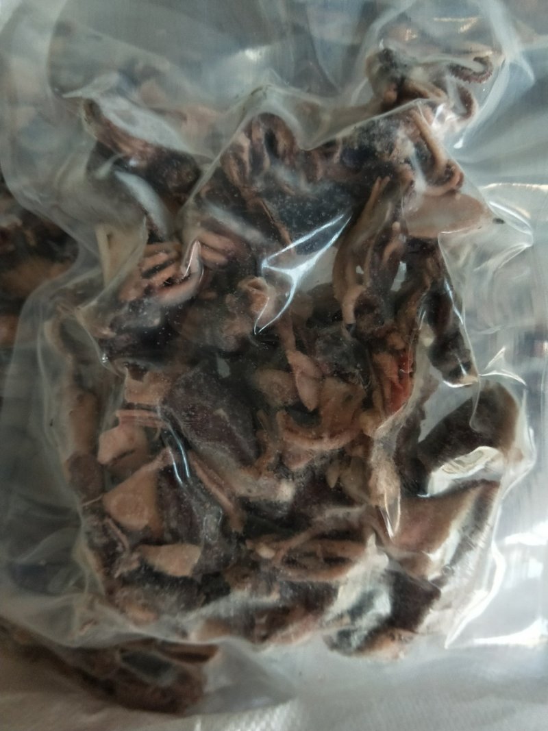 海兔迷你小海兔干笔管鱼