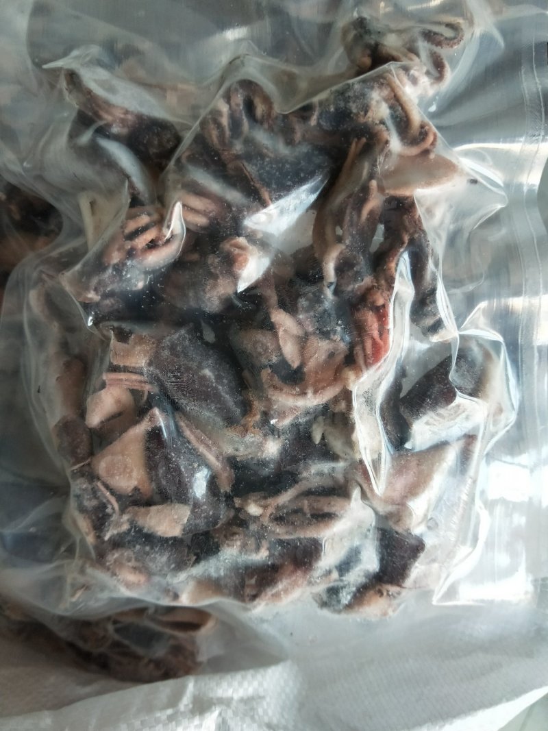 海兔迷你小海兔干笔管鱼