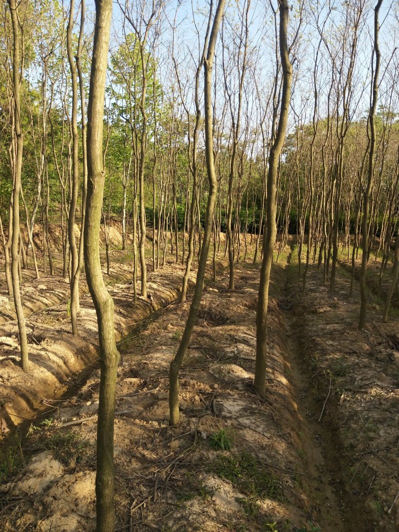 乌桕树苗，丛生乌桕，单杆乌桕，河南省潢川县宏昌苗圃场直销