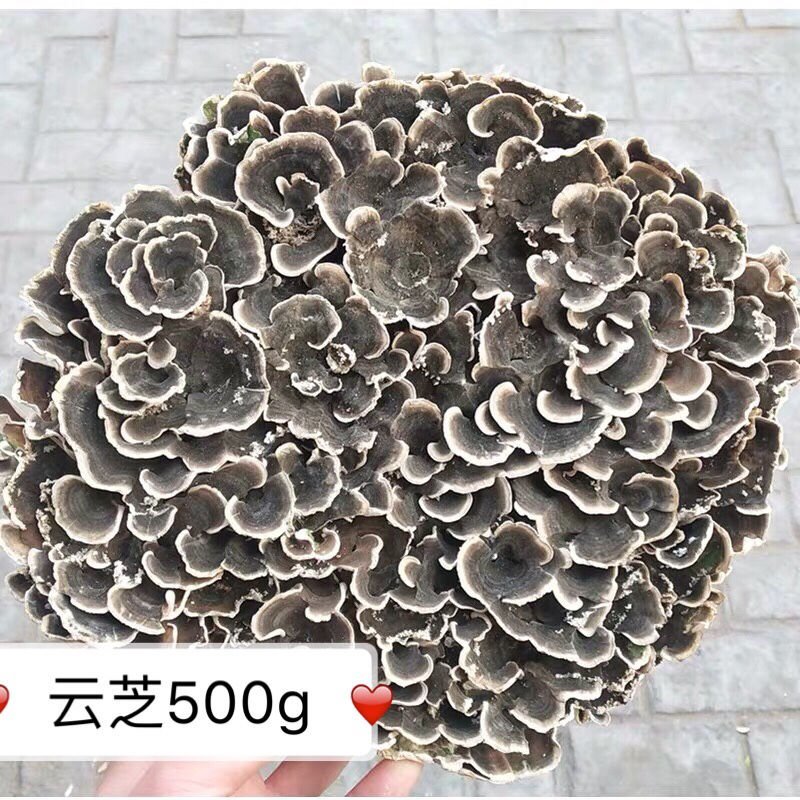 东北长白山野生云芝整枝云之蘑特产云芝菌新货500克包邮