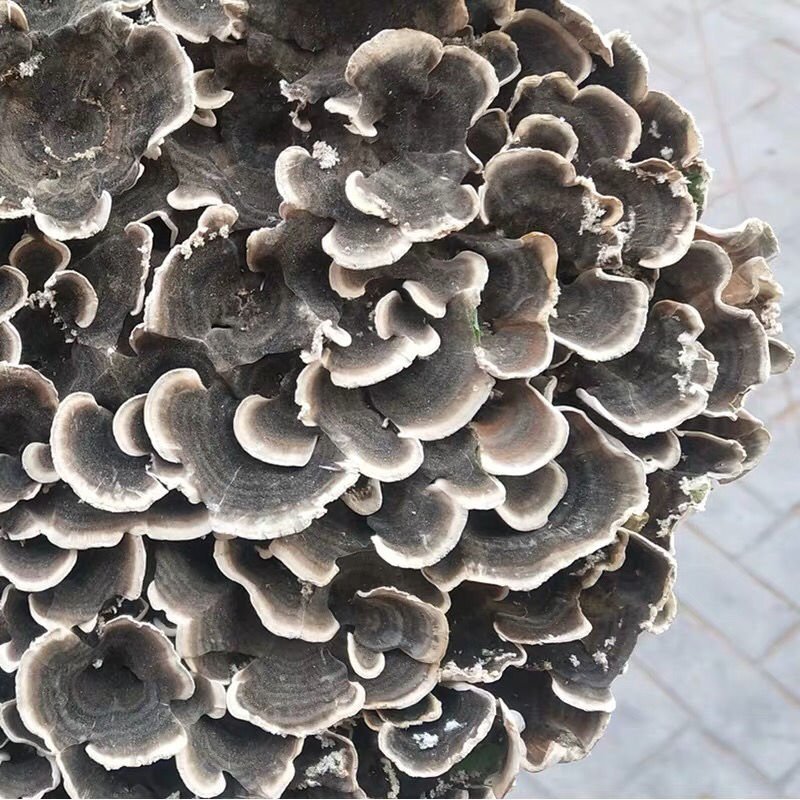 东北长白山野生云芝整枝云之蘑特产云芝菌新货500克包邮