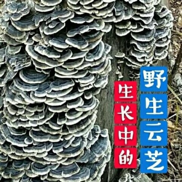 东北长白山野生云芝整枝云之蘑特产云芝菌新货500克包邮