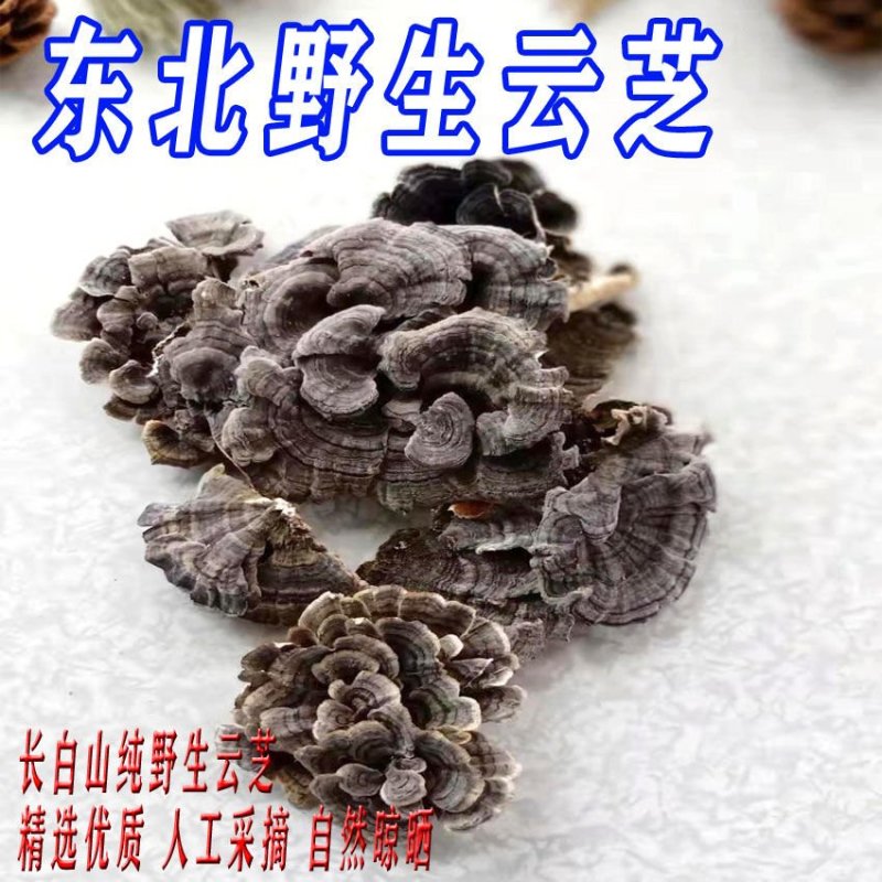 东北长白山野生云芝整枝云之蘑特产云芝菌新货500克包邮
