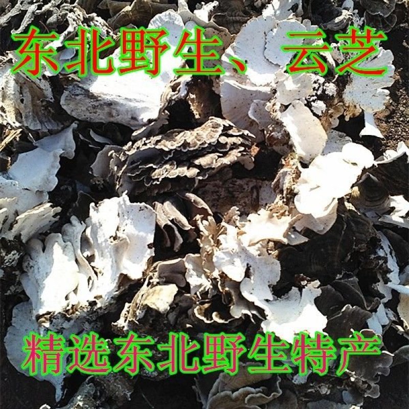 东北长白山野生云芝整枝云之蘑特产云芝菌新货500克包邮