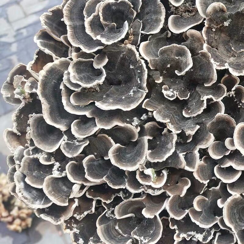 东北长白山野生云芝整枝云之蘑特产云芝菌新货500克包邮