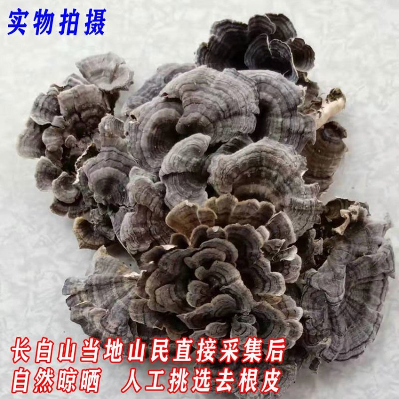 东北长白山野生云芝整枝云之蘑特产云芝菌新货500克包邮