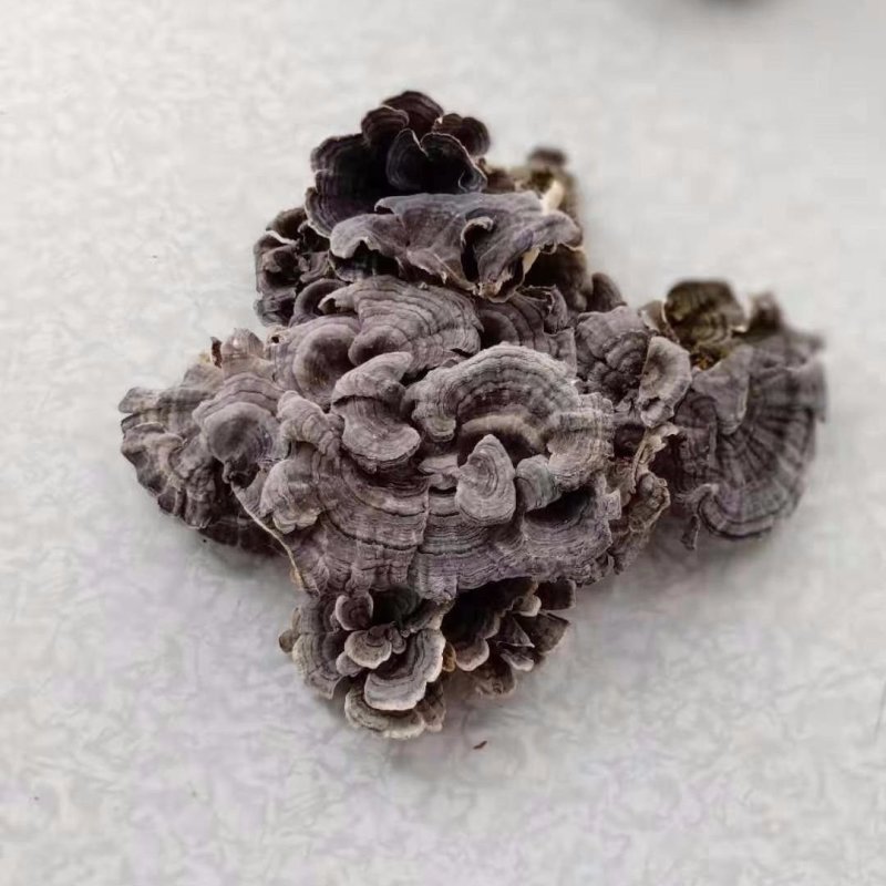 东北长白山野生云芝整枝云之蘑特产云芝菌新货500克包邮