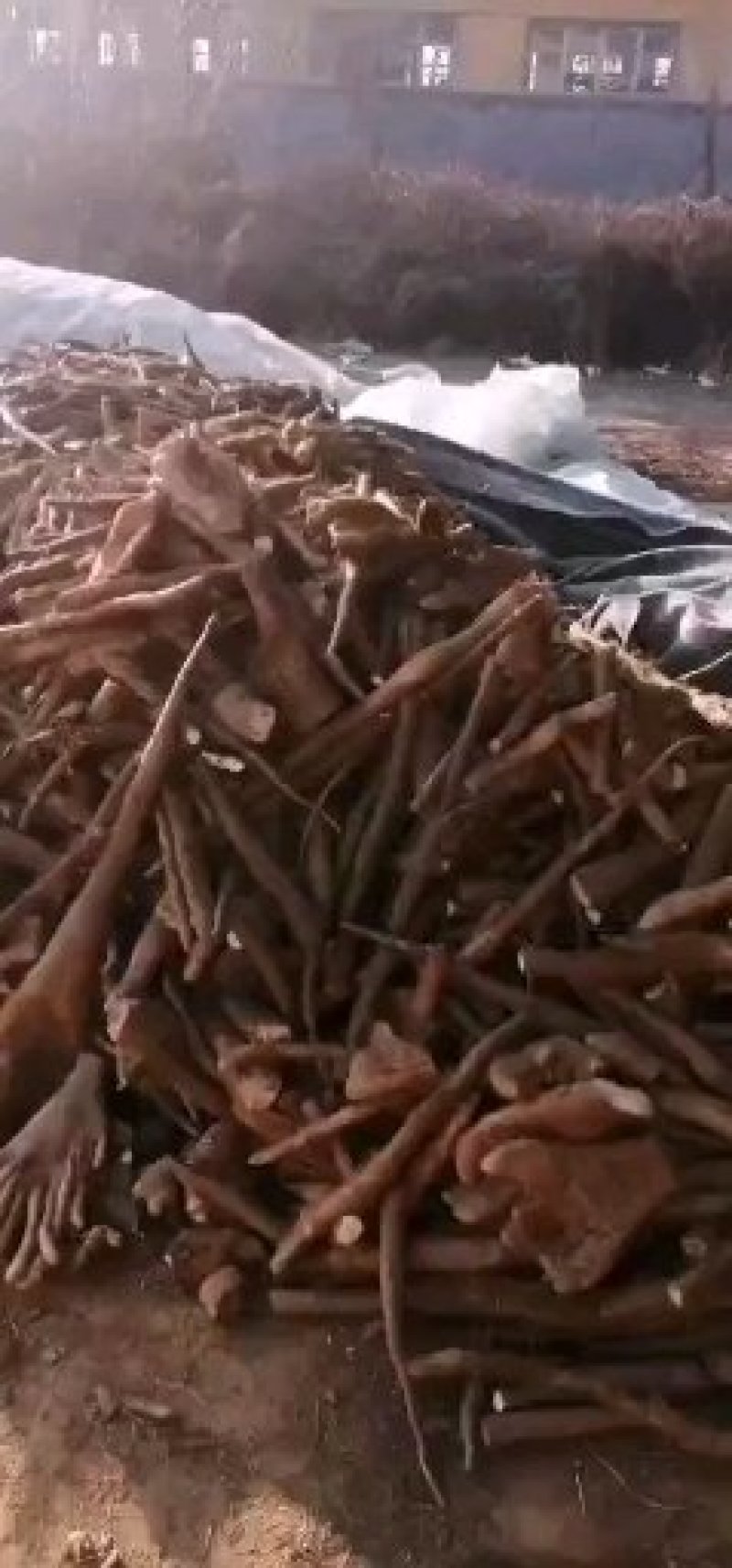 白玉小山药质量好现货供应（小块小头看货定价）
