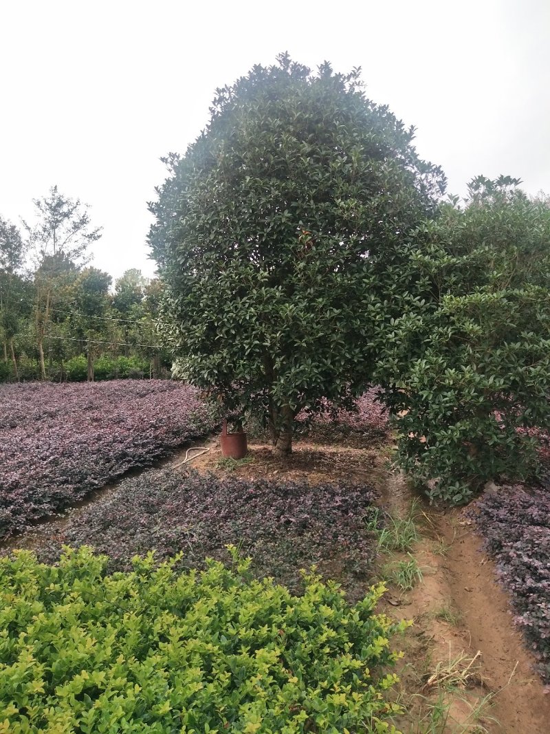 桂花树，丛生桂花树，单杆桂花树，河南省潢川县宏昌桂花直销